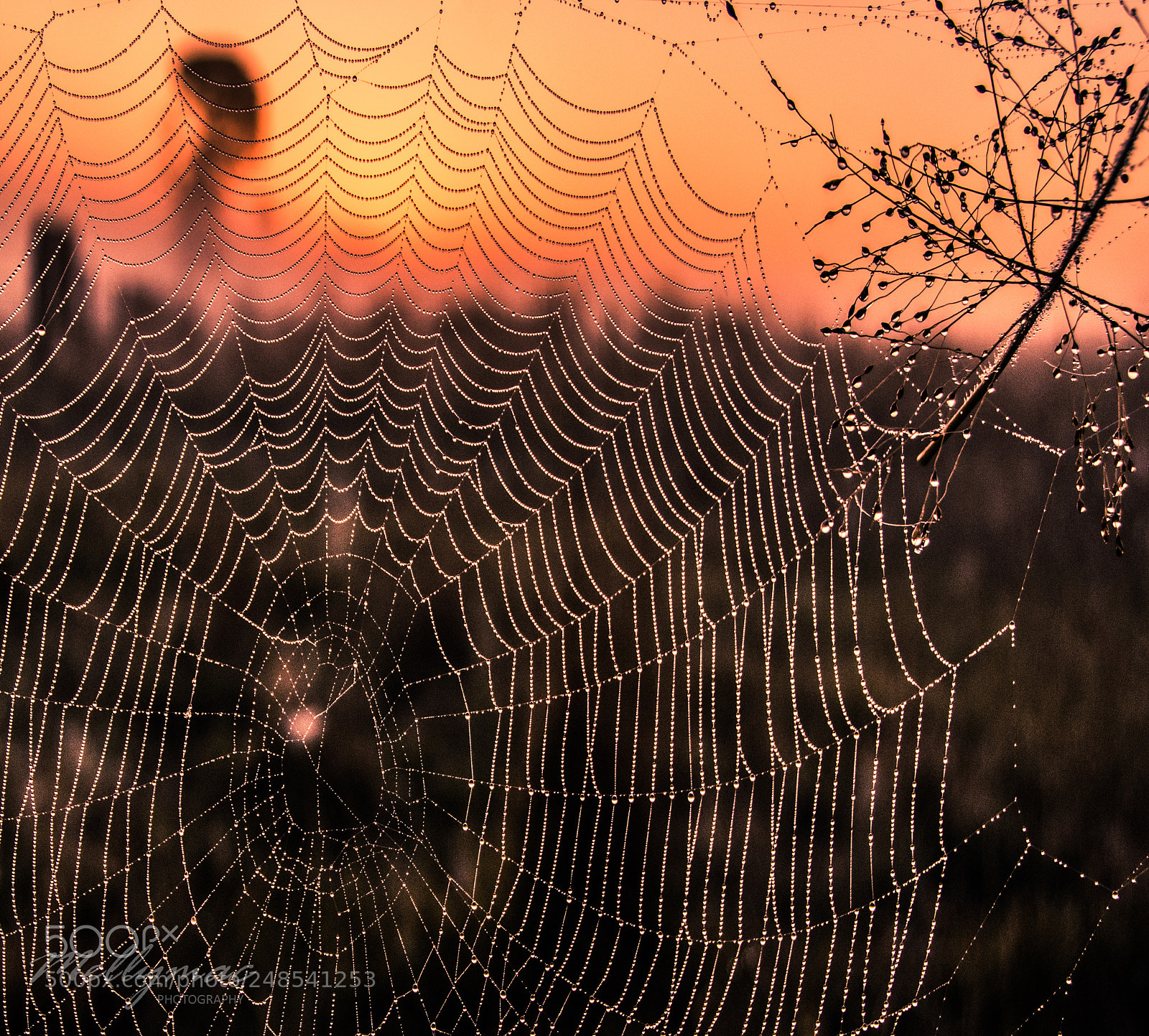 Nikon D7200 sample photo. Spiders lair photography