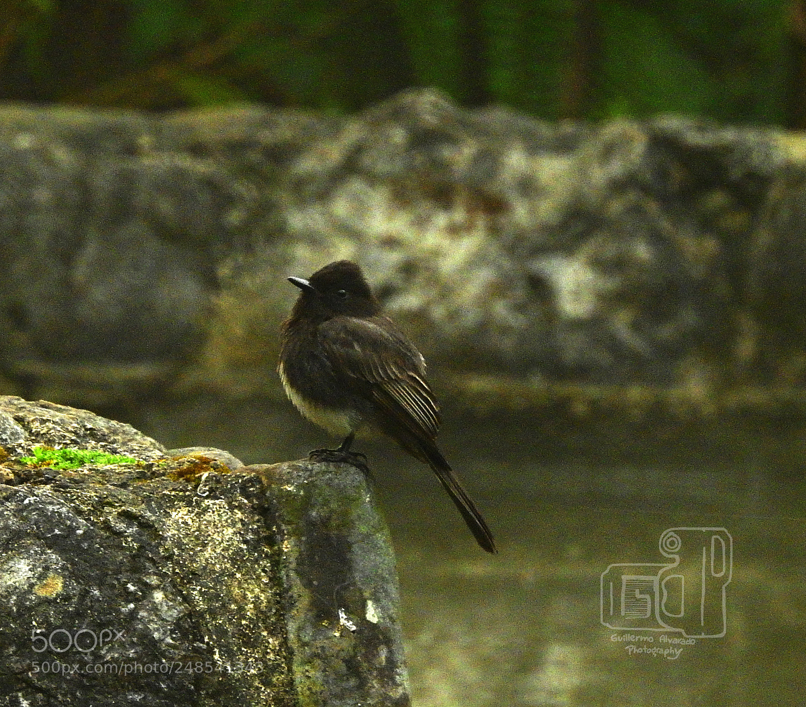Nikon Coolpix P900 sample photo. Black bird photography