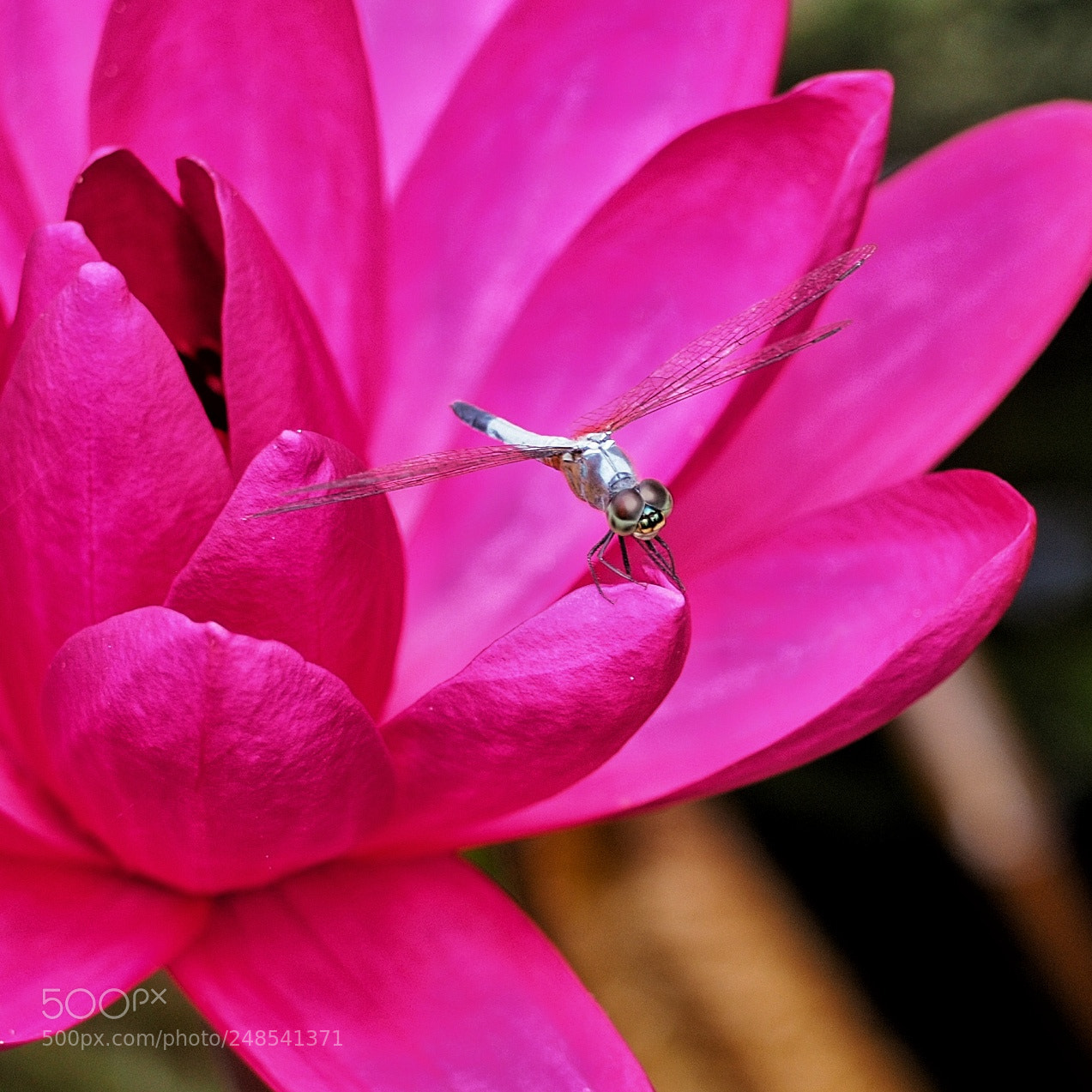 Olympus OM-D E-M10 II sample photo. Lotus take off of photography