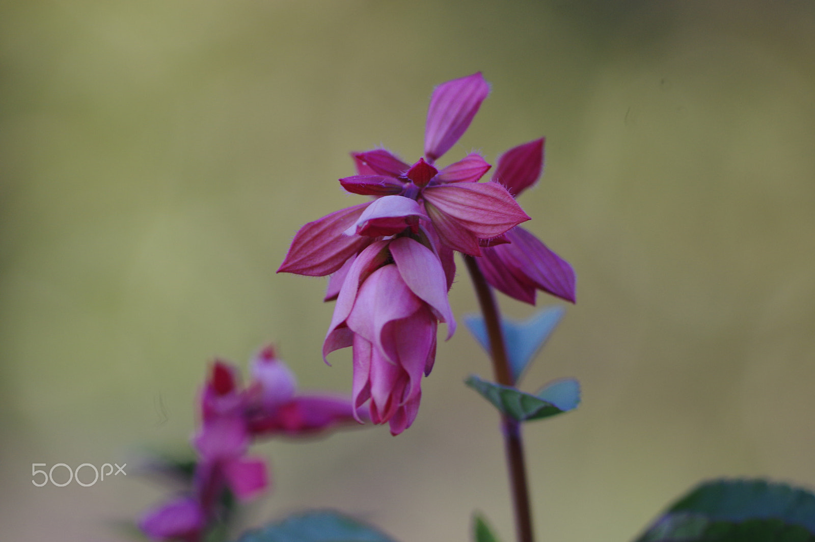 Pentax K-3 II + Pentax smc DA 55-300mm F4.0-5.8 ED sample photo. Salvia - pink photography