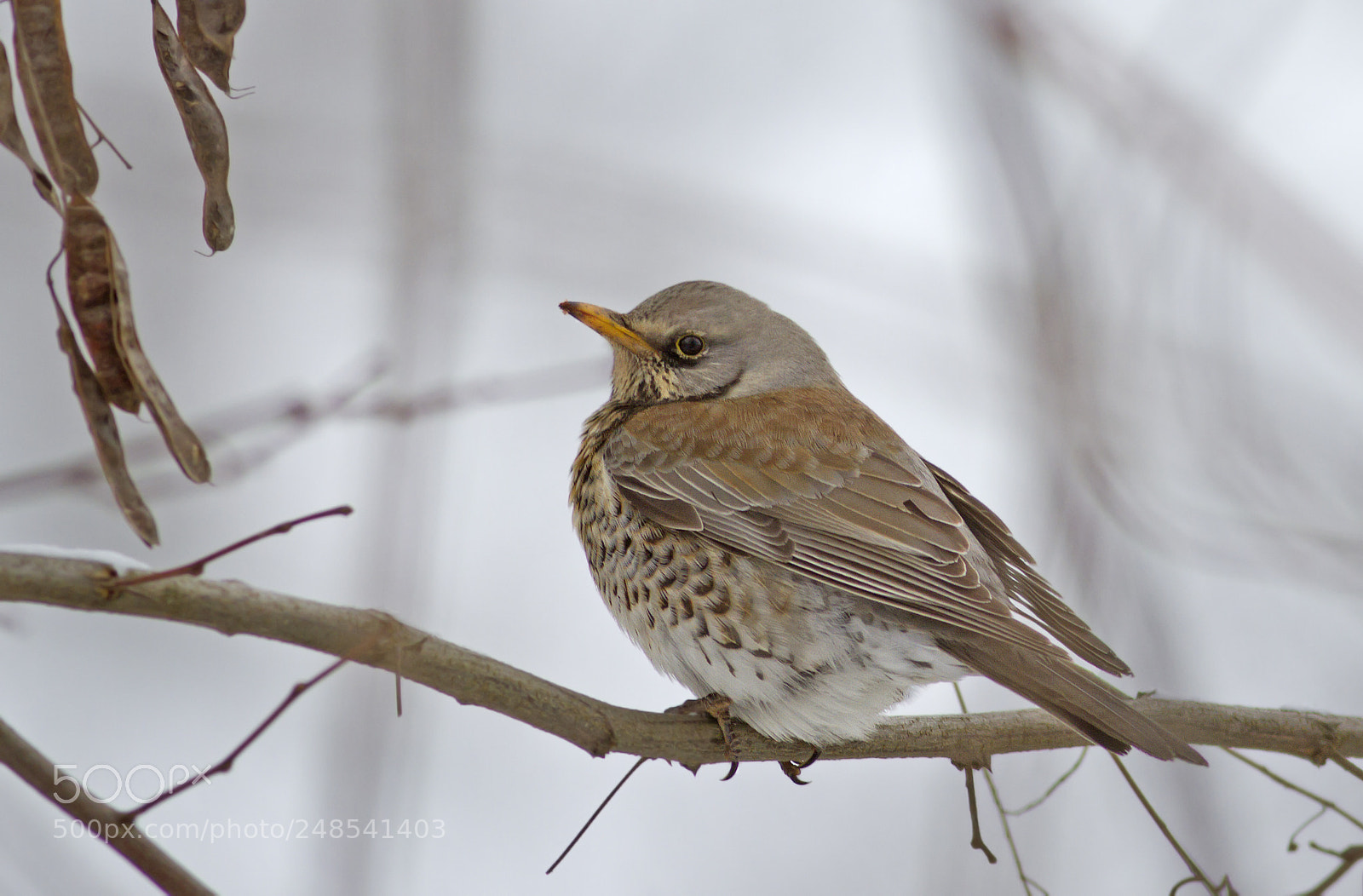 Canon EOS 7D sample photo. Fieldfare photography