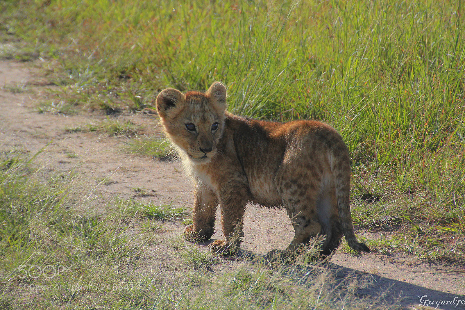 Canon EOS 550D (EOS Rebel T2i / EOS Kiss X4) sample photo. Baby lion photography
