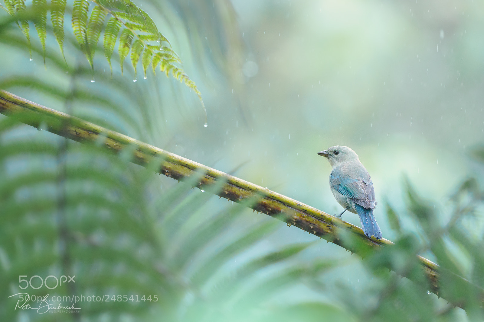 Olympus OM-D E-M1 Mark II sample photo. Blue-gray tanager | ecuador photography