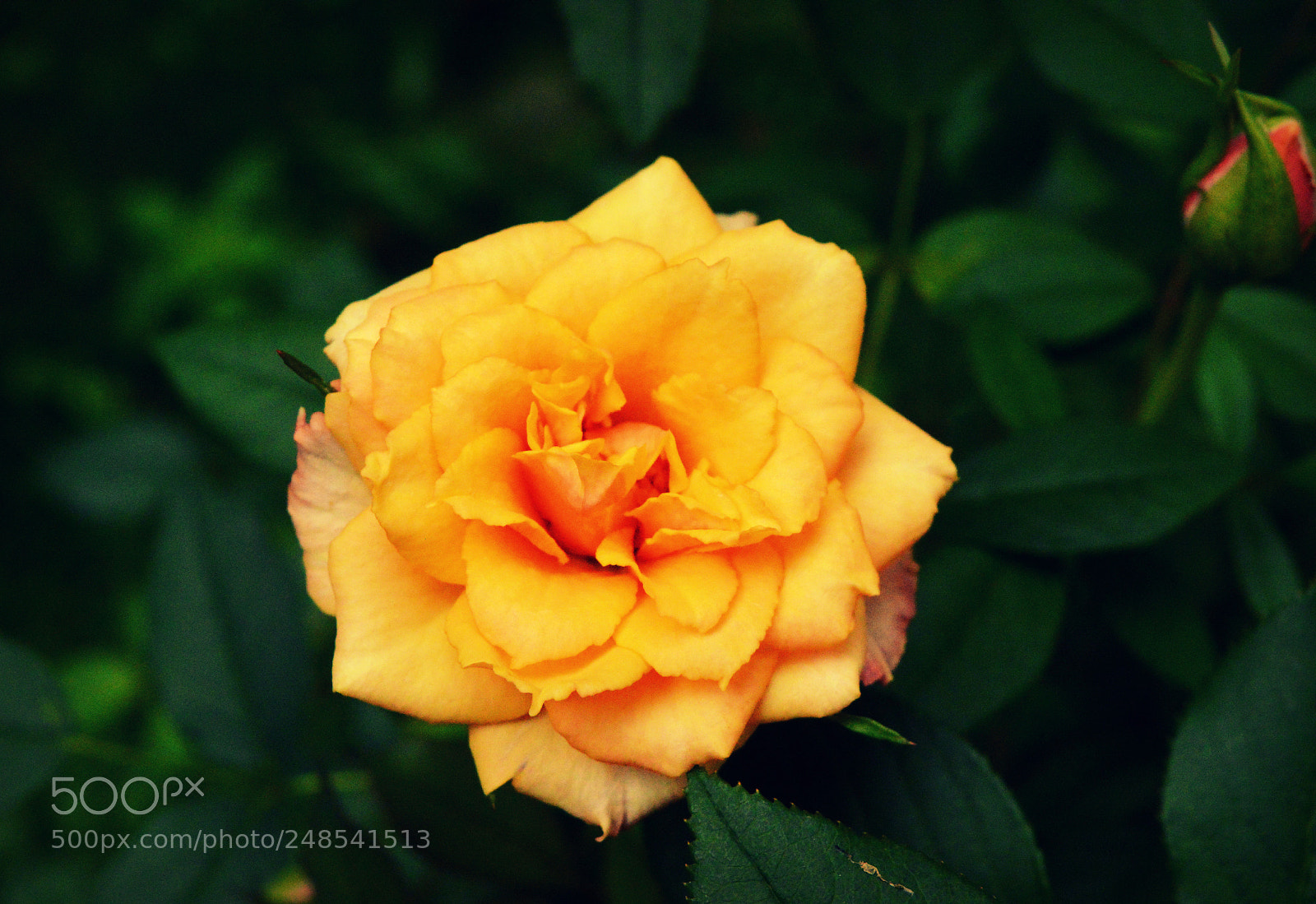 Nikon D3200 sample photo. Decadently delightful photography