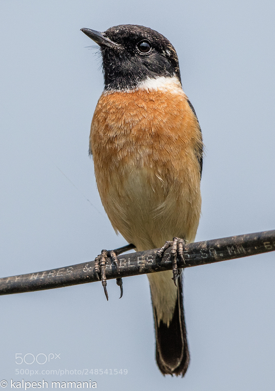Canon EOS 5DS R sample photo. Stonechat photography