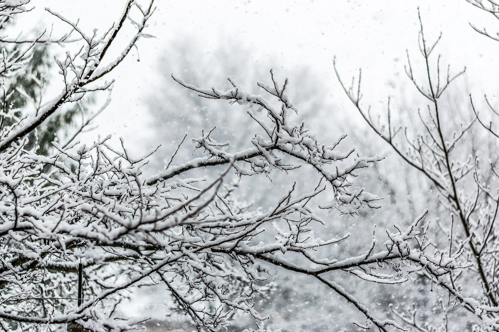 Nikon D5300 sample photo. Snow photography