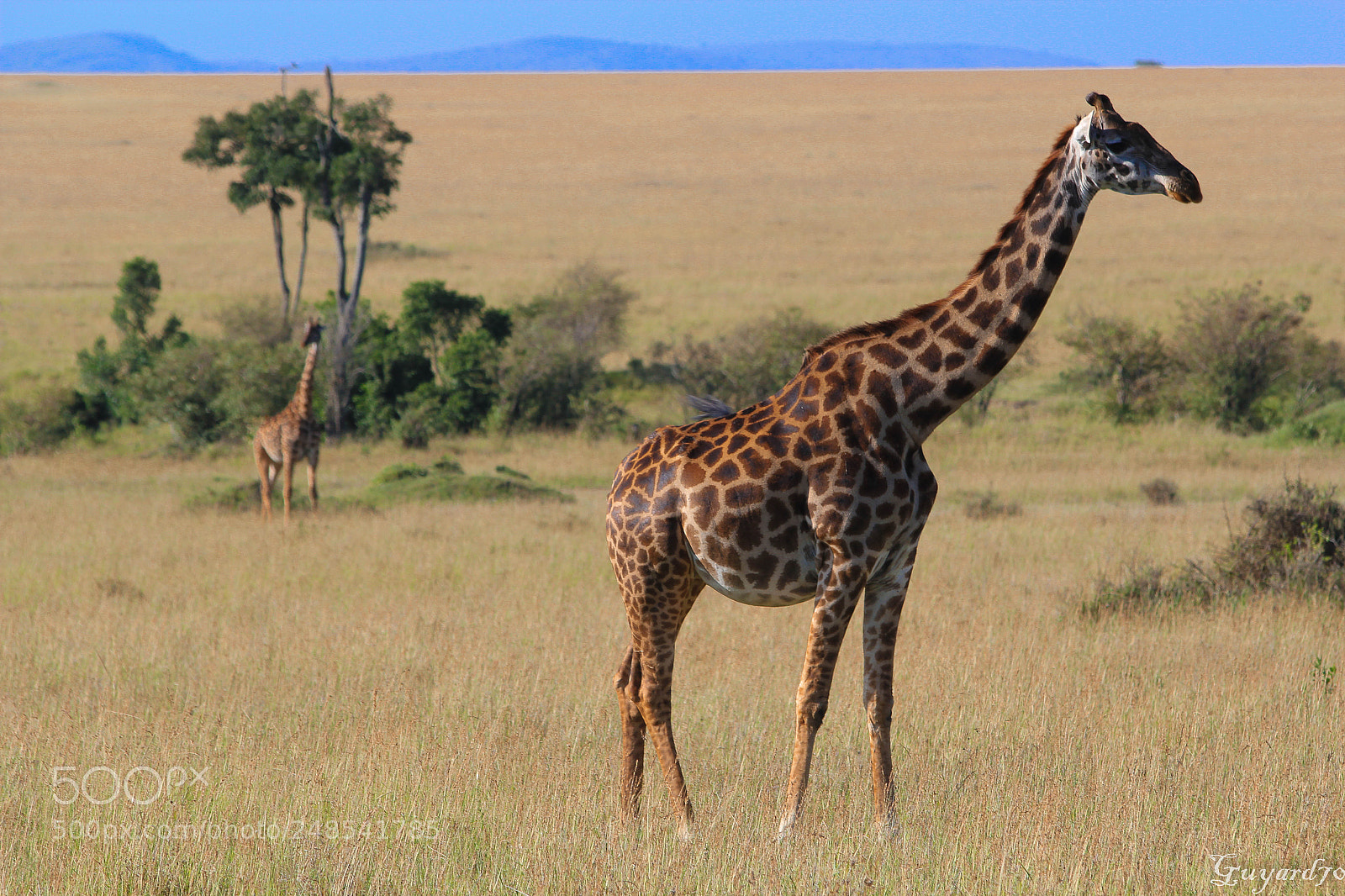Canon EOS 550D (EOS Rebel T2i / EOS Kiss X4) sample photo. Girafe photography