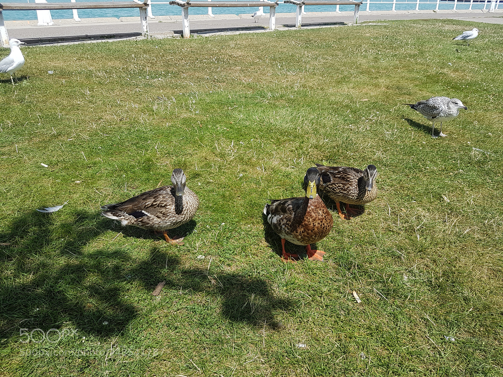 Samsung Galaxy S7 sample photo. Hungery ducks photography