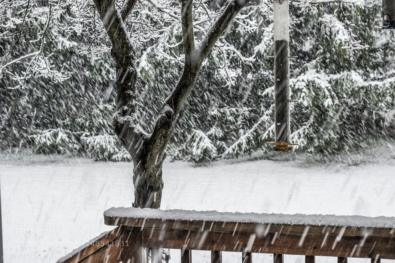 Nikon D5300 sample photo. Snow photography