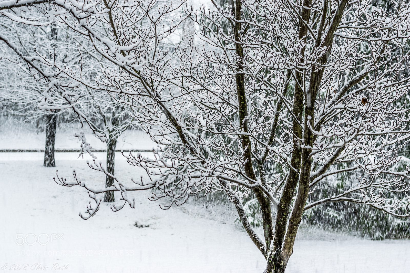 Nikon D5300 sample photo. Snow photography