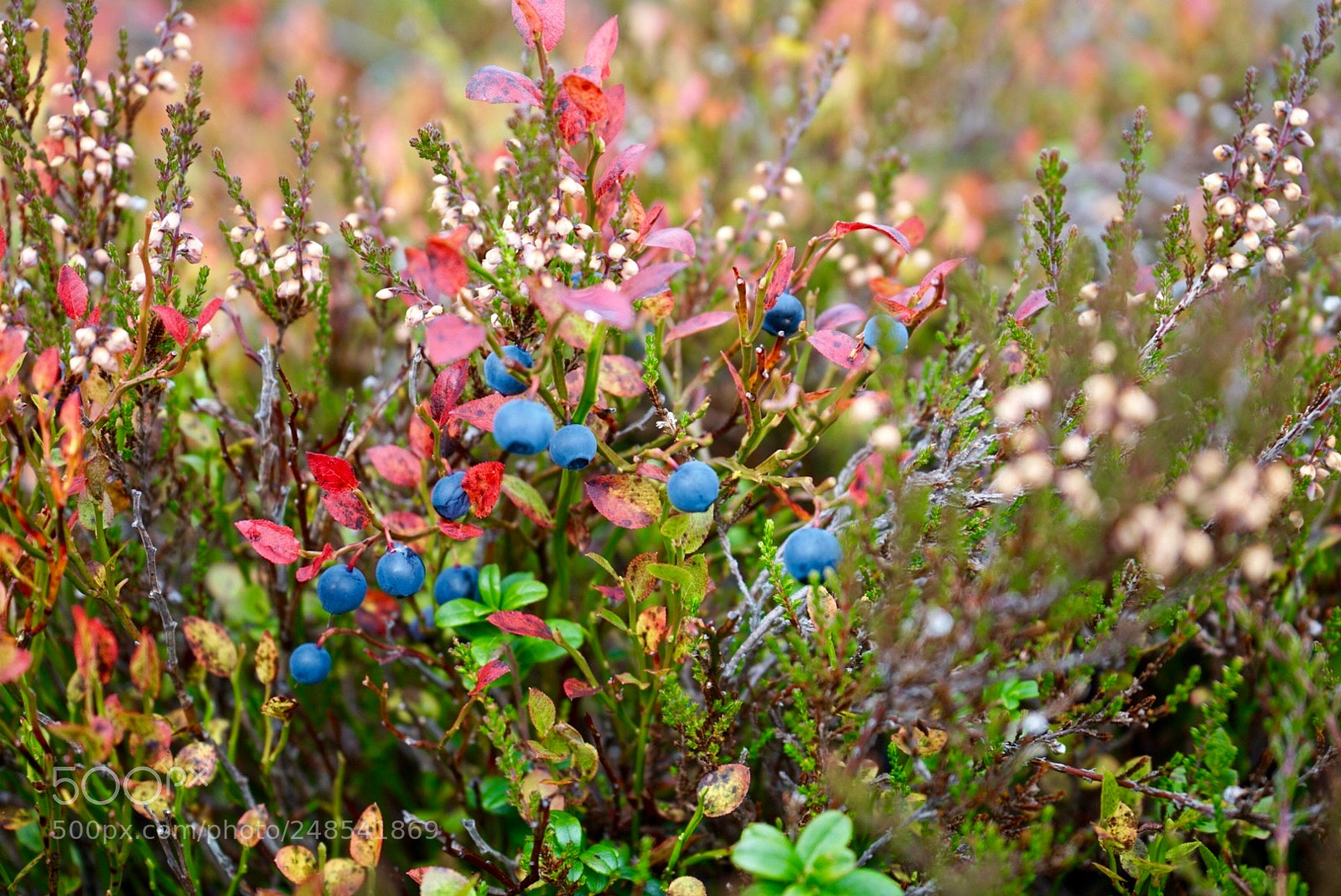 Sony a7 II sample photo. Blueberry in the mountains photography