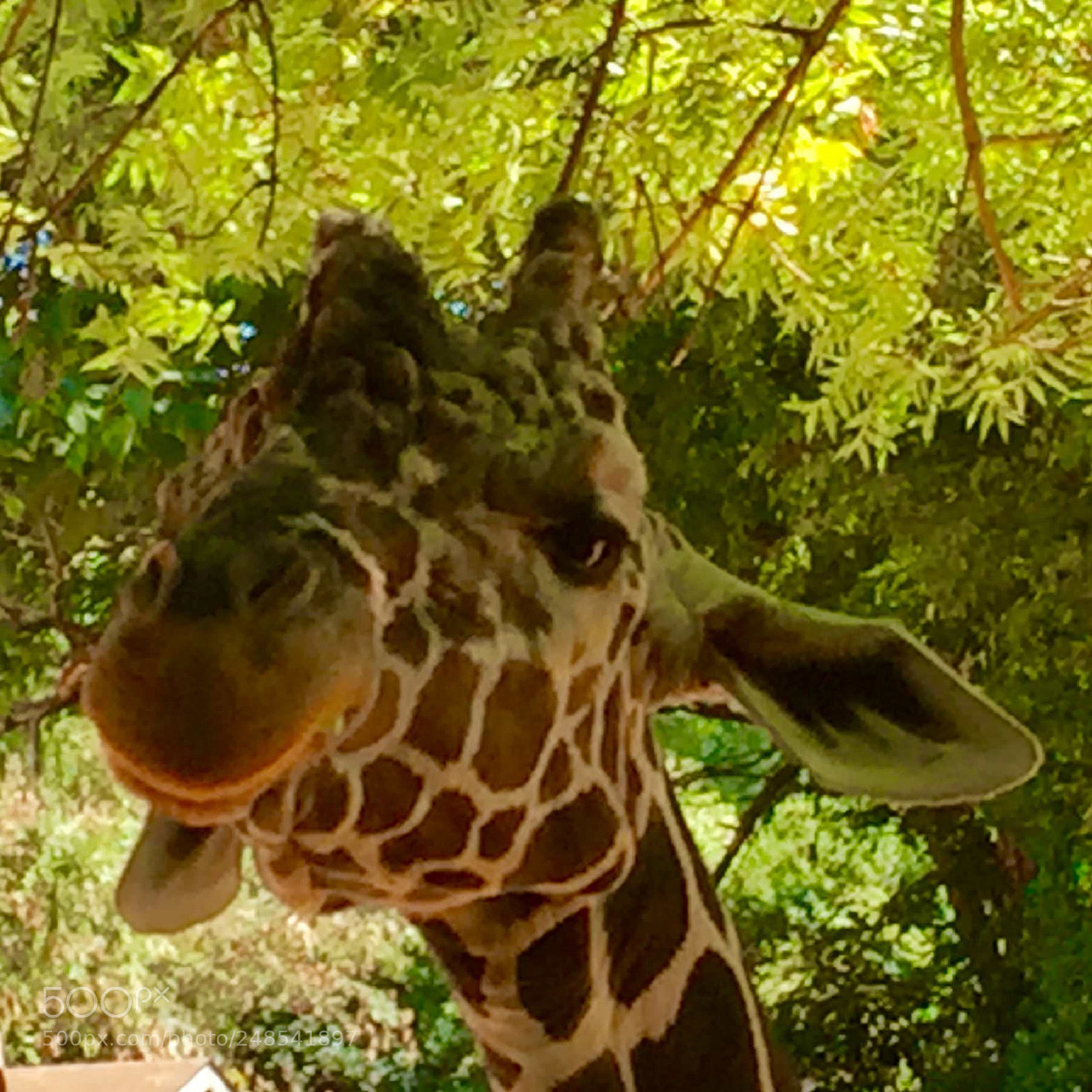 Apple iPhone 6 sample photo. Abu the giraffe photography
