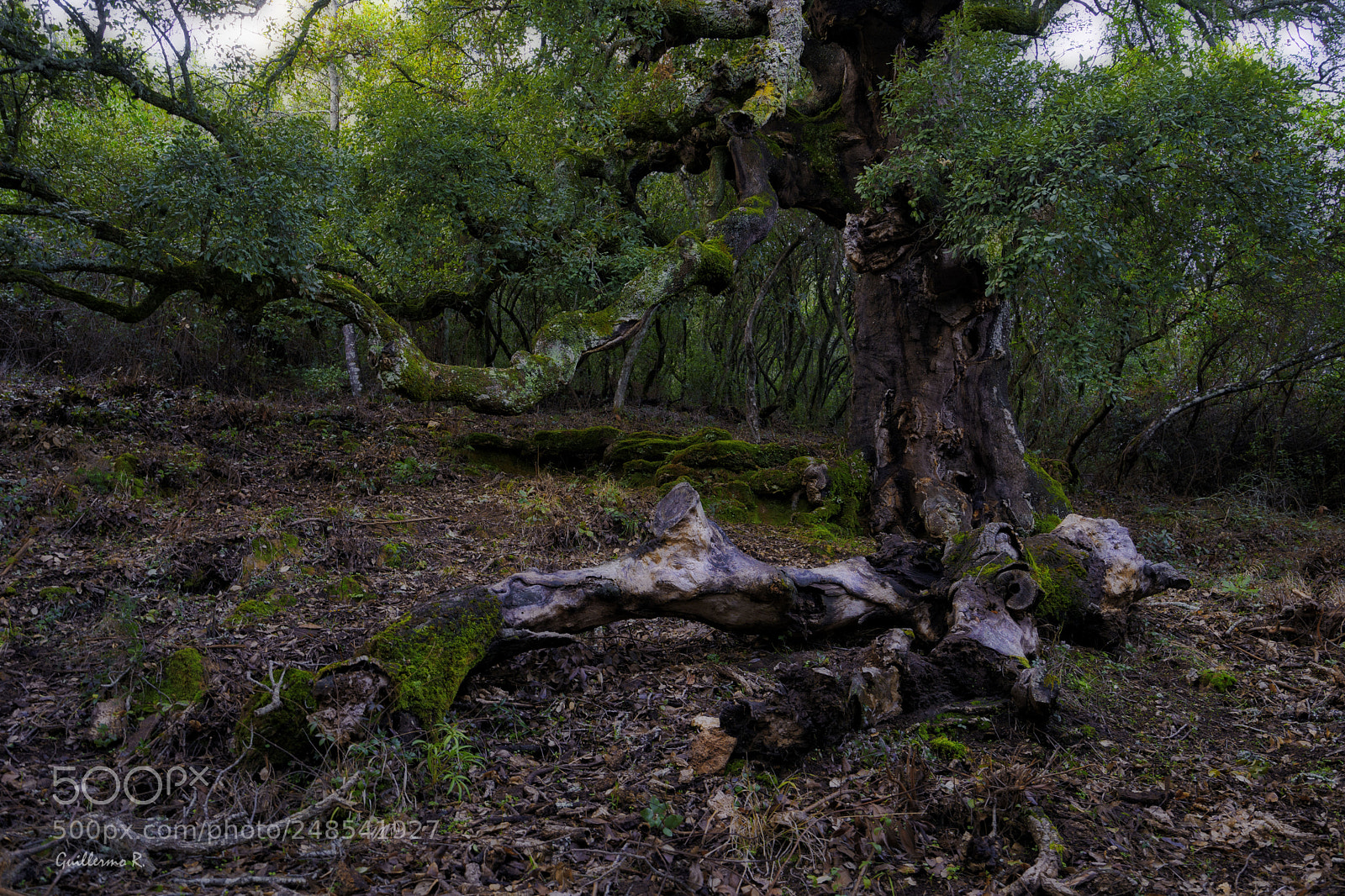 Sony a7 II sample photo. Alcornoque photography