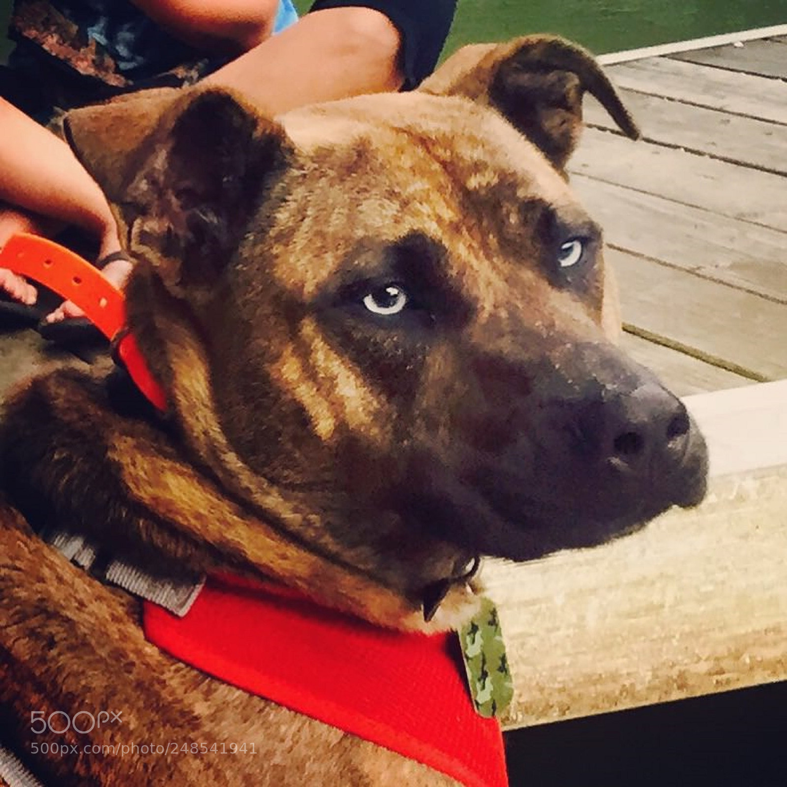 Apple iPhone 6 sample photo. Crystal clear doggy eyes photography