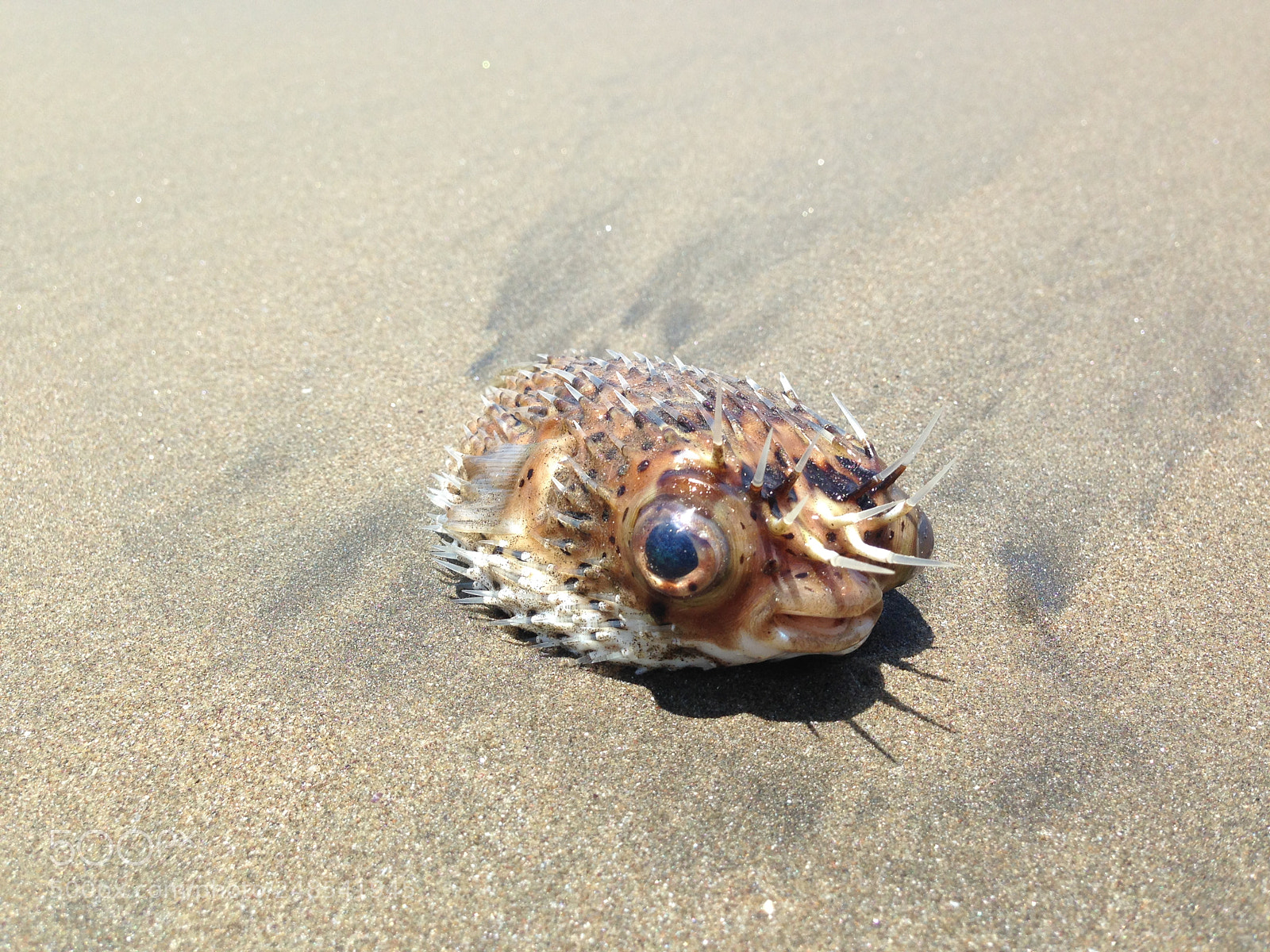 Apple iPhone 5 sample photo. Beached blowfish photography