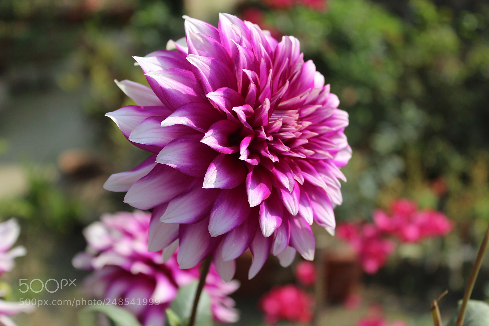Canon EOS 700D (EOS Rebel T5i / EOS Kiss X7i) sample photo. Untitled photography