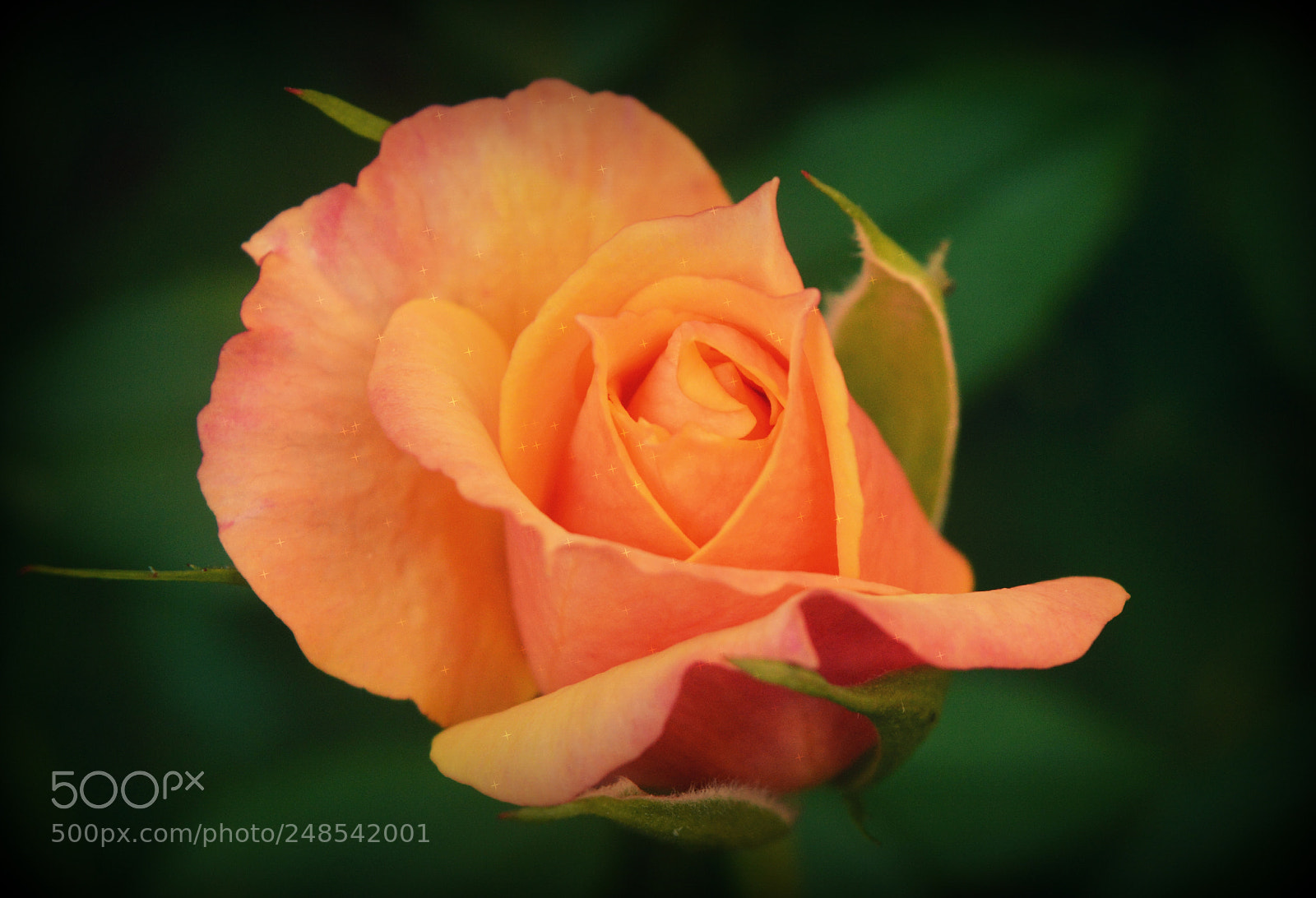 Nikon D3200 sample photo. Radiantly ravishing photography