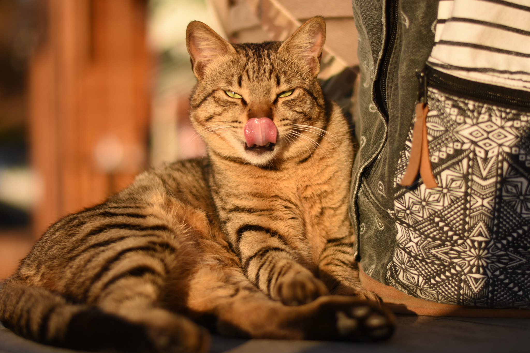 Nikon AF-S Nikkor 50mm F1.8G sample photo. Cat photography