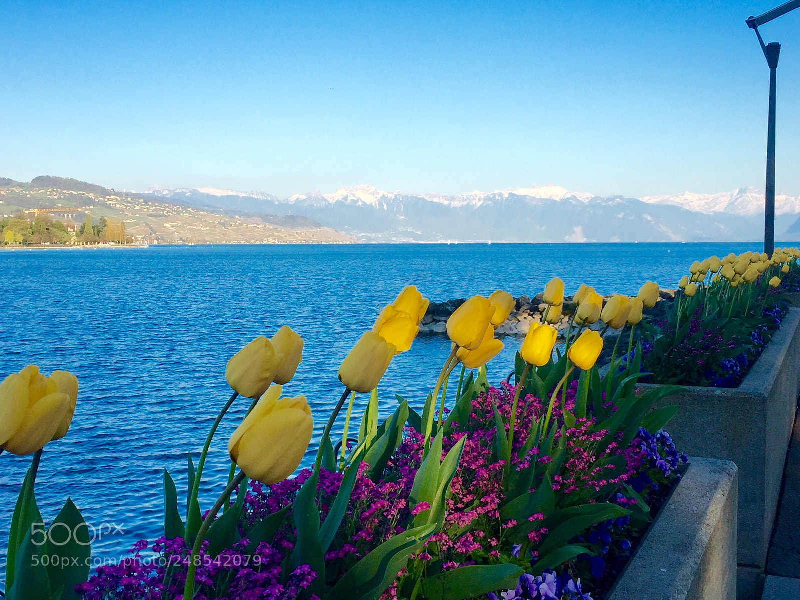 Apple iPhone 6 sample photo. Lake lausanne flowers landscape photography