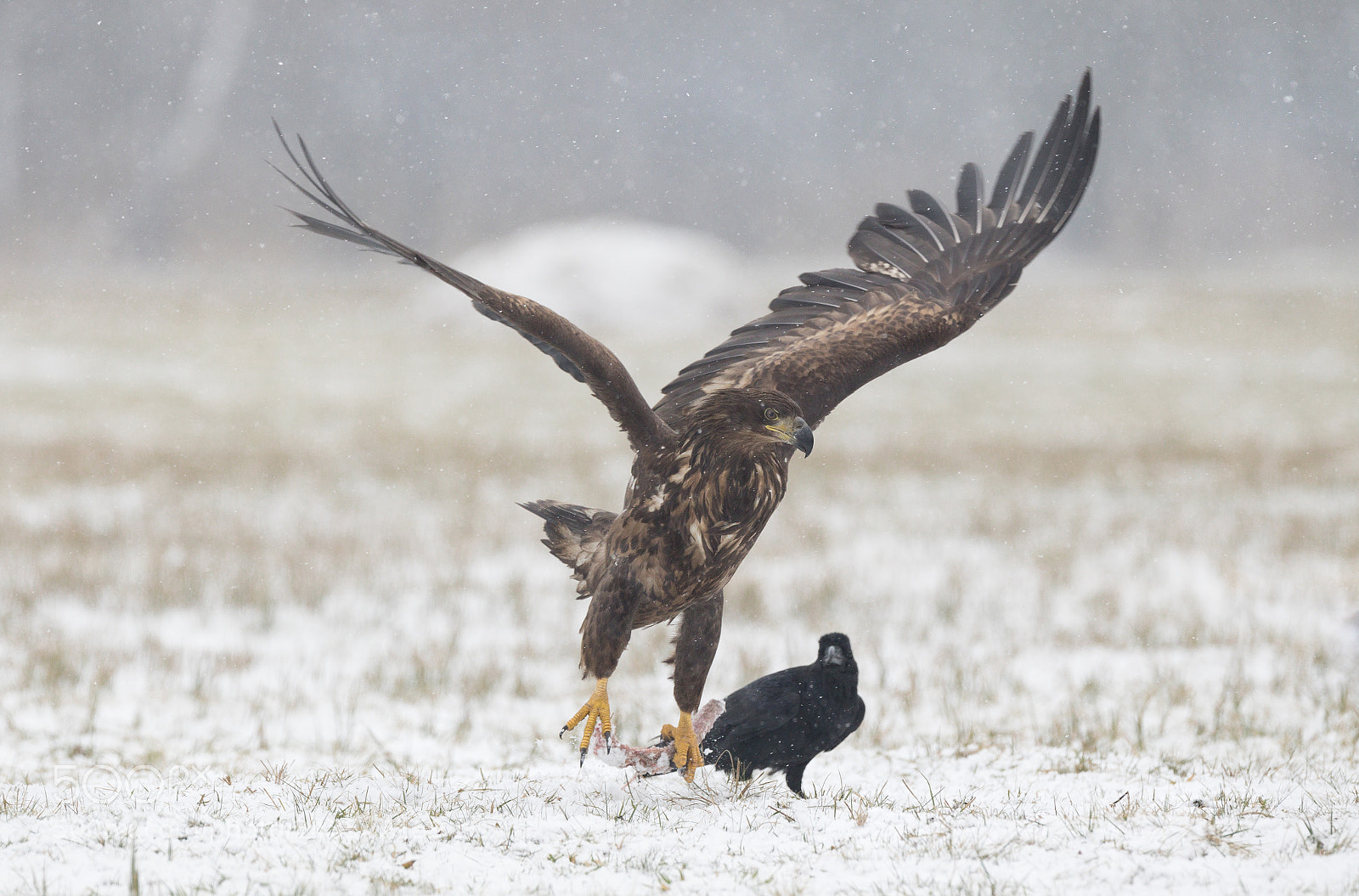 Canon EOS-1D X Mark II sample photo. Sea eagle in action photography