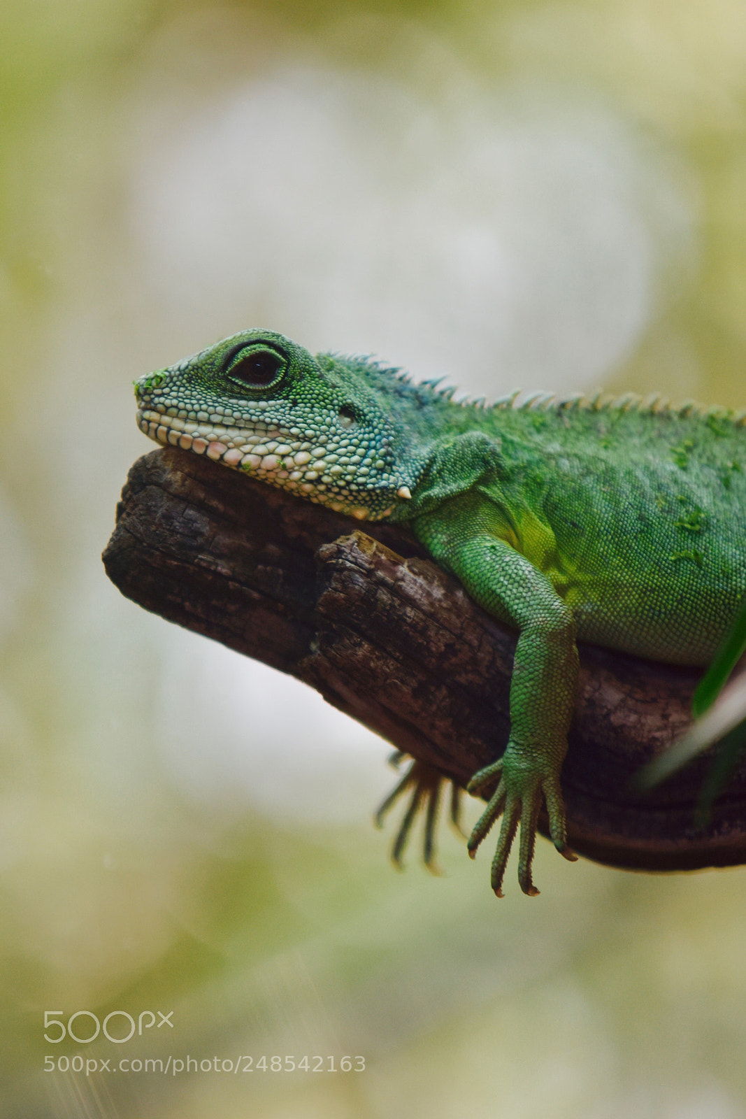 Nikon D810 sample photo. Lazy raptile photography