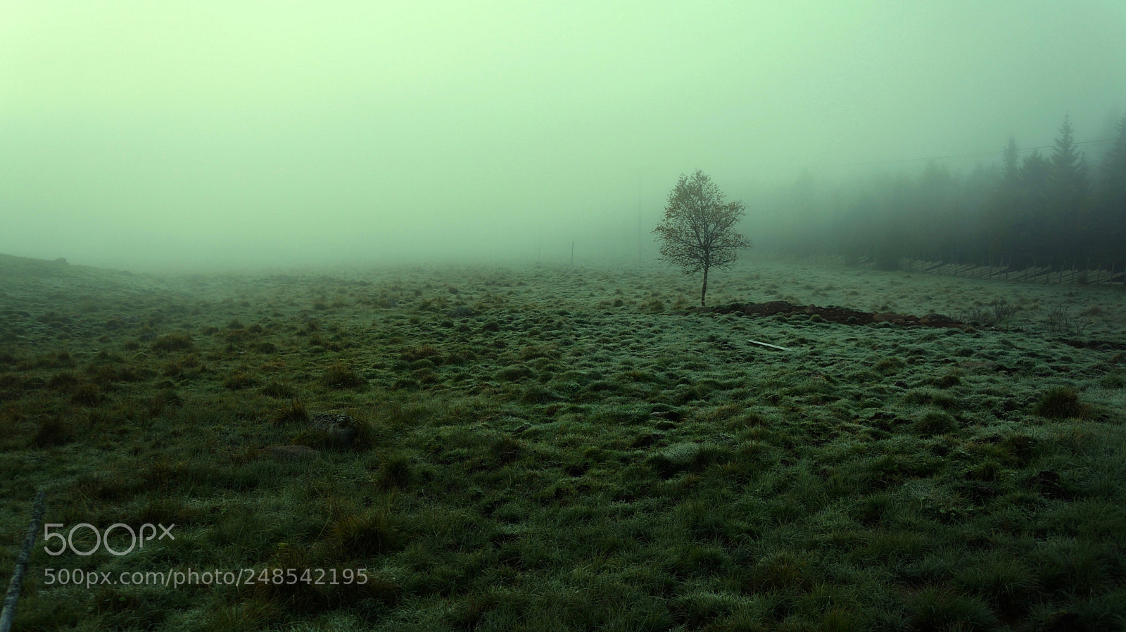 Sony Alpha NEX-5N sample photo. Early morning mist photography