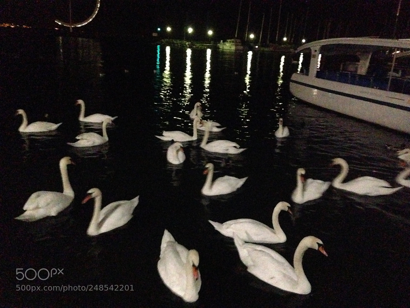 Apple iPhone 5 sample photo. Swans in lake lausanne photography
