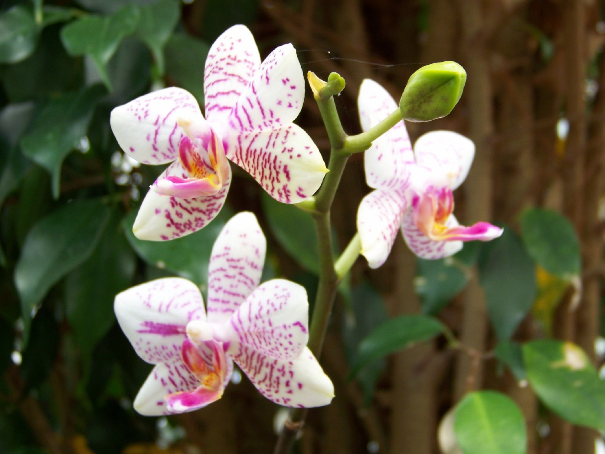 Kodak Z612 ZOOM DIGITAL CAMERA sample photo. Orchids trio photography