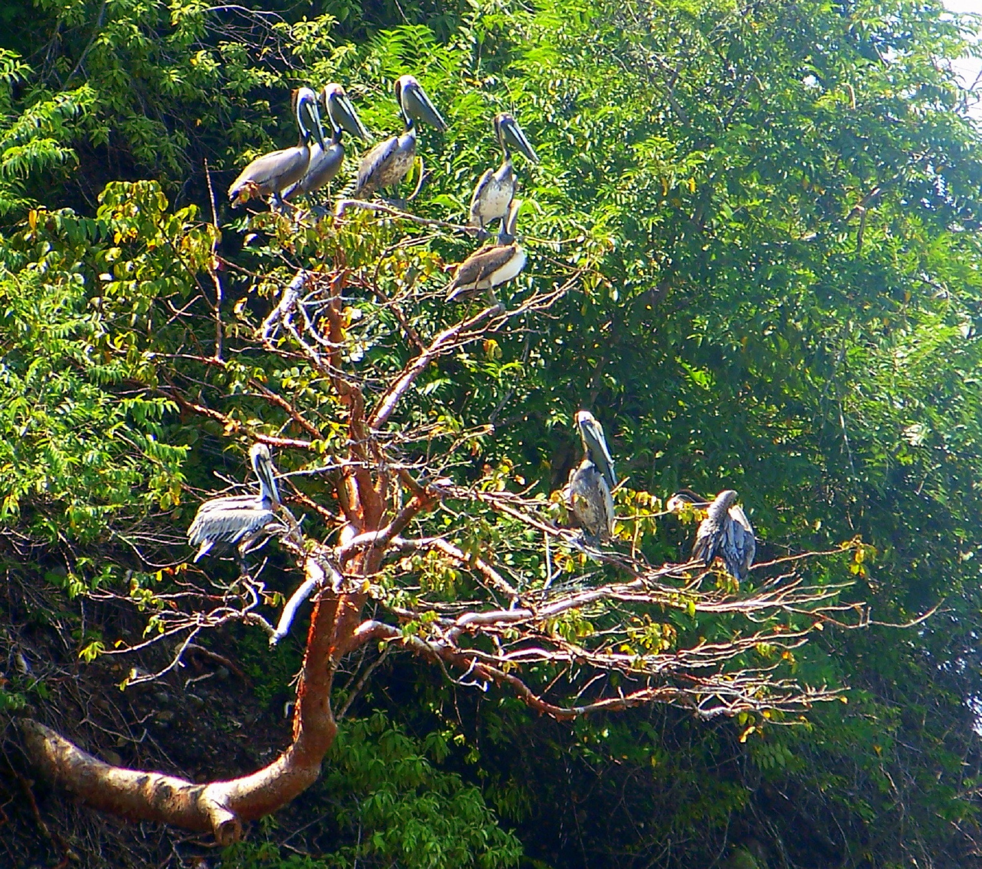 Kodak Z612 ZOOM DIGITAL CAMERA sample photo. Pelican tre photography