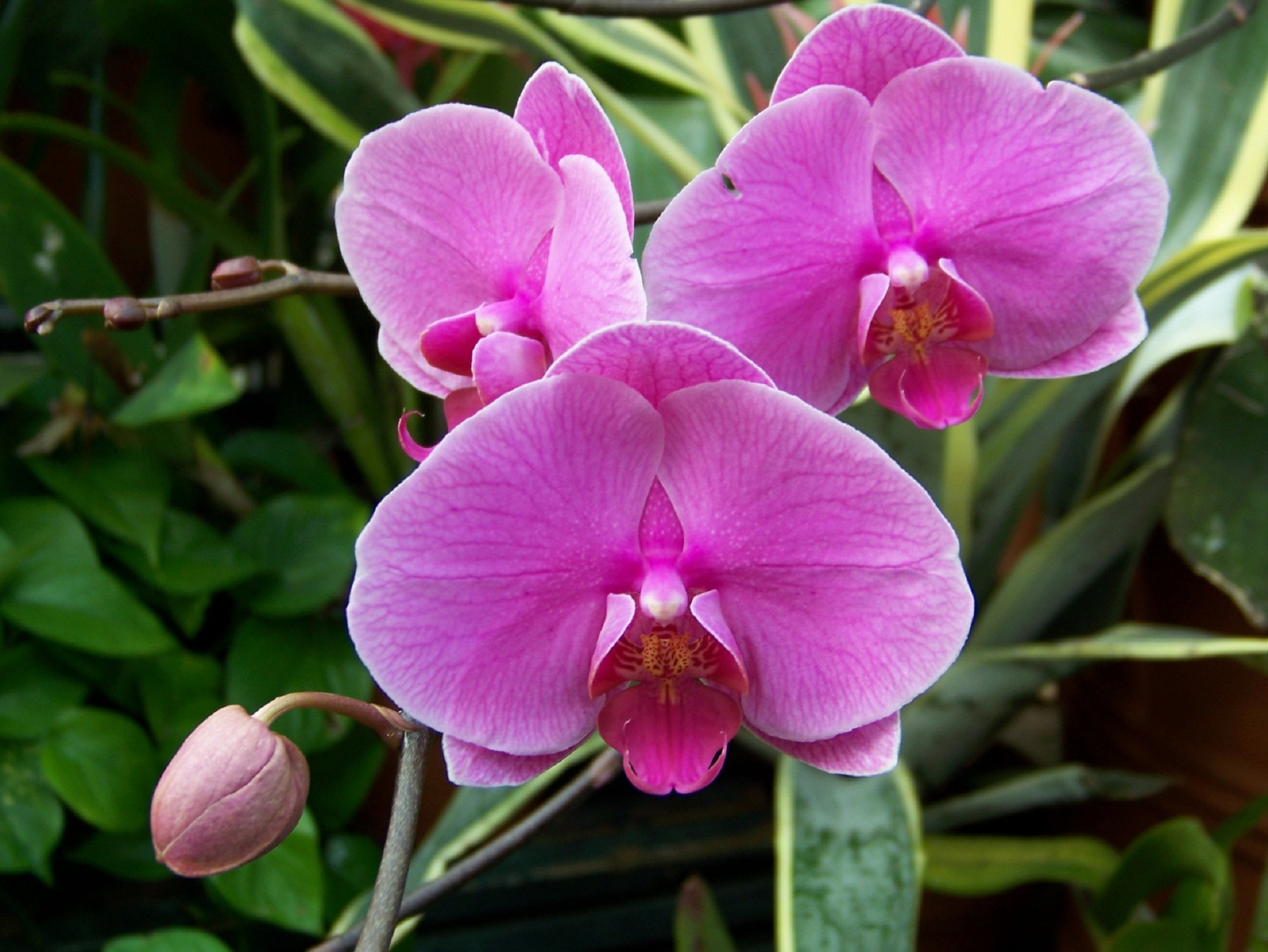 Kodak Z612 ZOOM DIGITAL CAMERA sample photo. Pink orchids photography