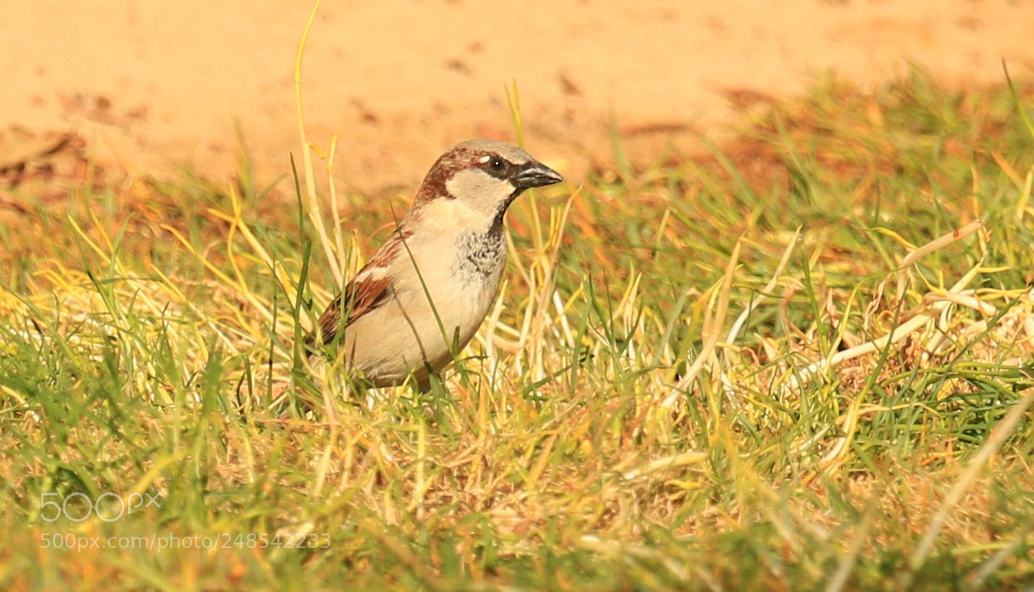 Canon EOS 7D Mark II sample photo. Starling bird photography