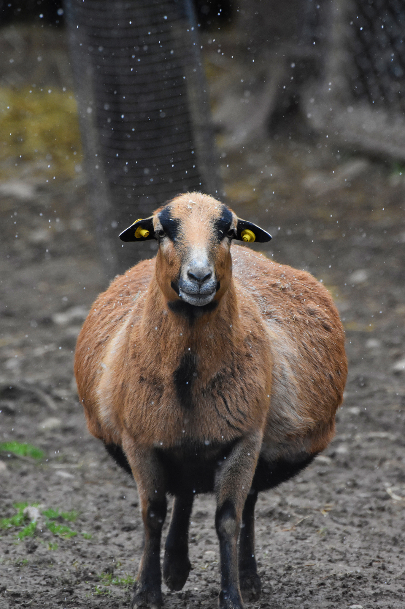 Nikon D3400 sample photo. Pregnant camerun sheep photography