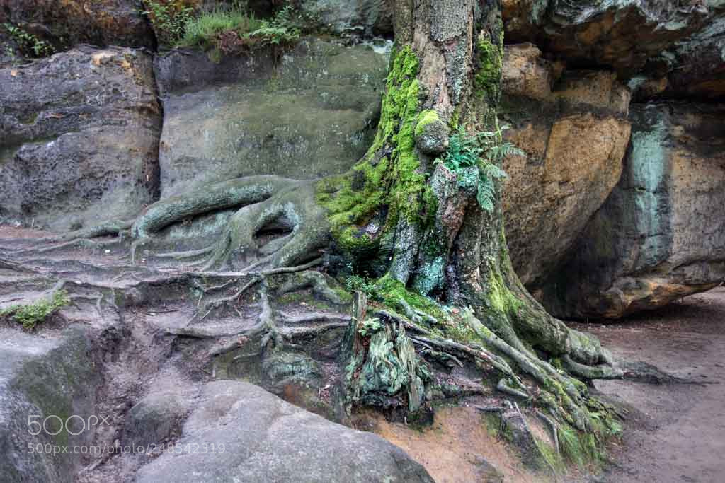 Sony Cyber-shot DSC-RX100 sample photo. Old tree on the photography