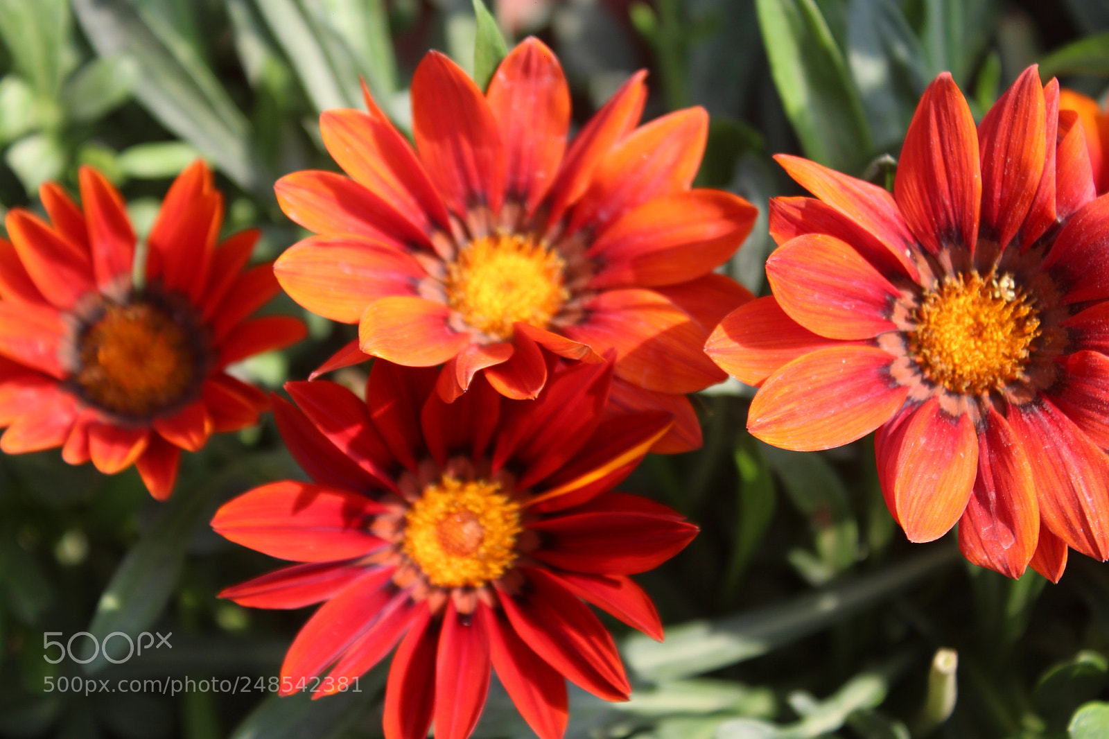Canon EOS 700D (EOS Rebel T5i / EOS Kiss X7i) sample photo. Untitled photography