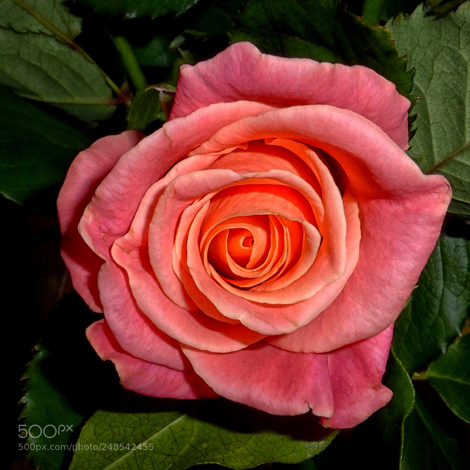 Panasonic Lumix DMC-ZS25 (Lumix DMC-TZ35) sample photo. Rose photography
