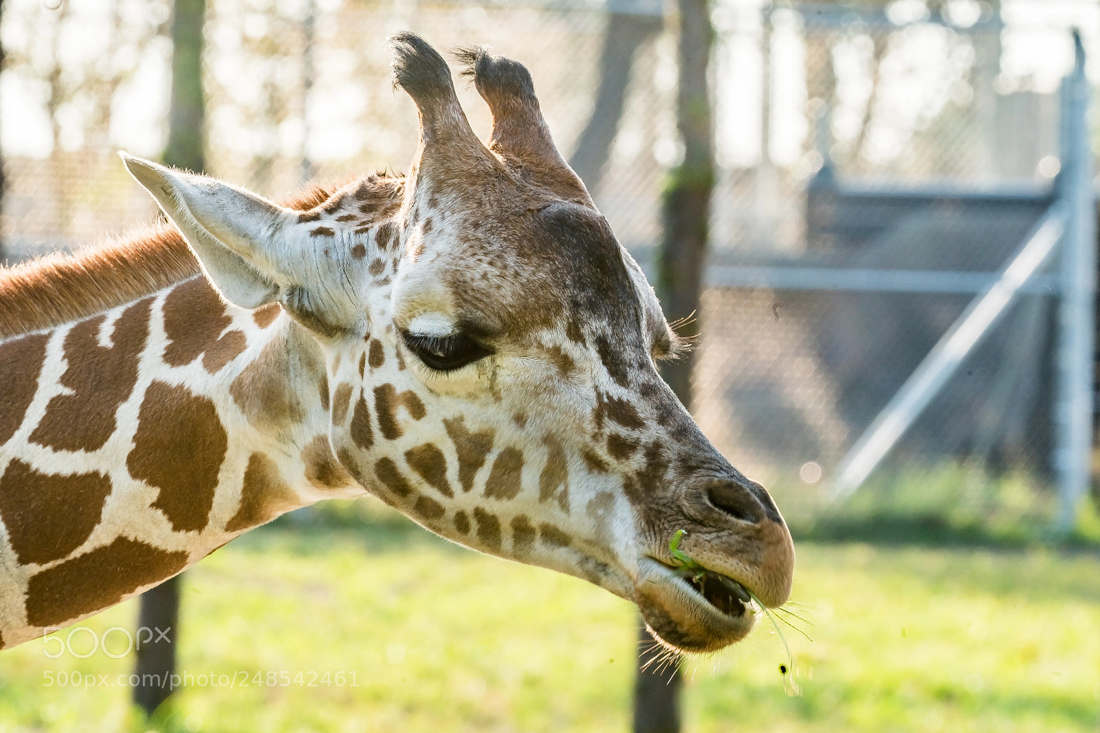 Sony a9 sample photo. Giraffe's mealtime photography