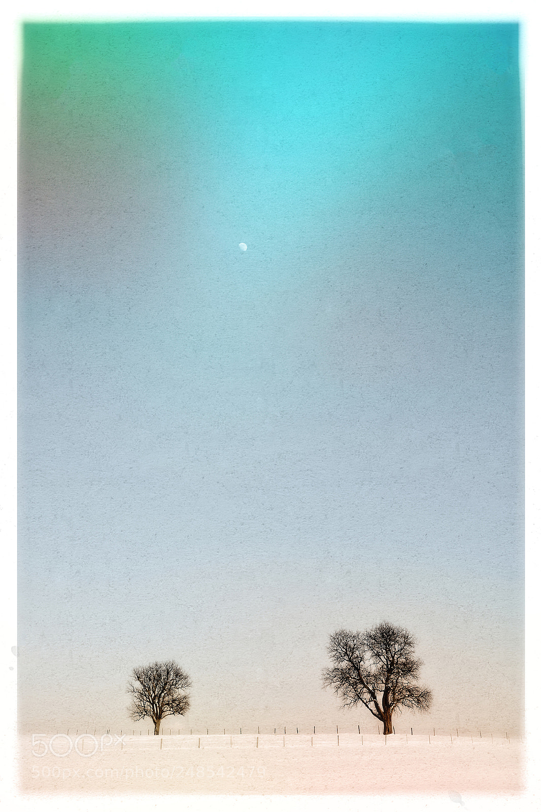 Nikon D7100 sample photo. 2 trees photography