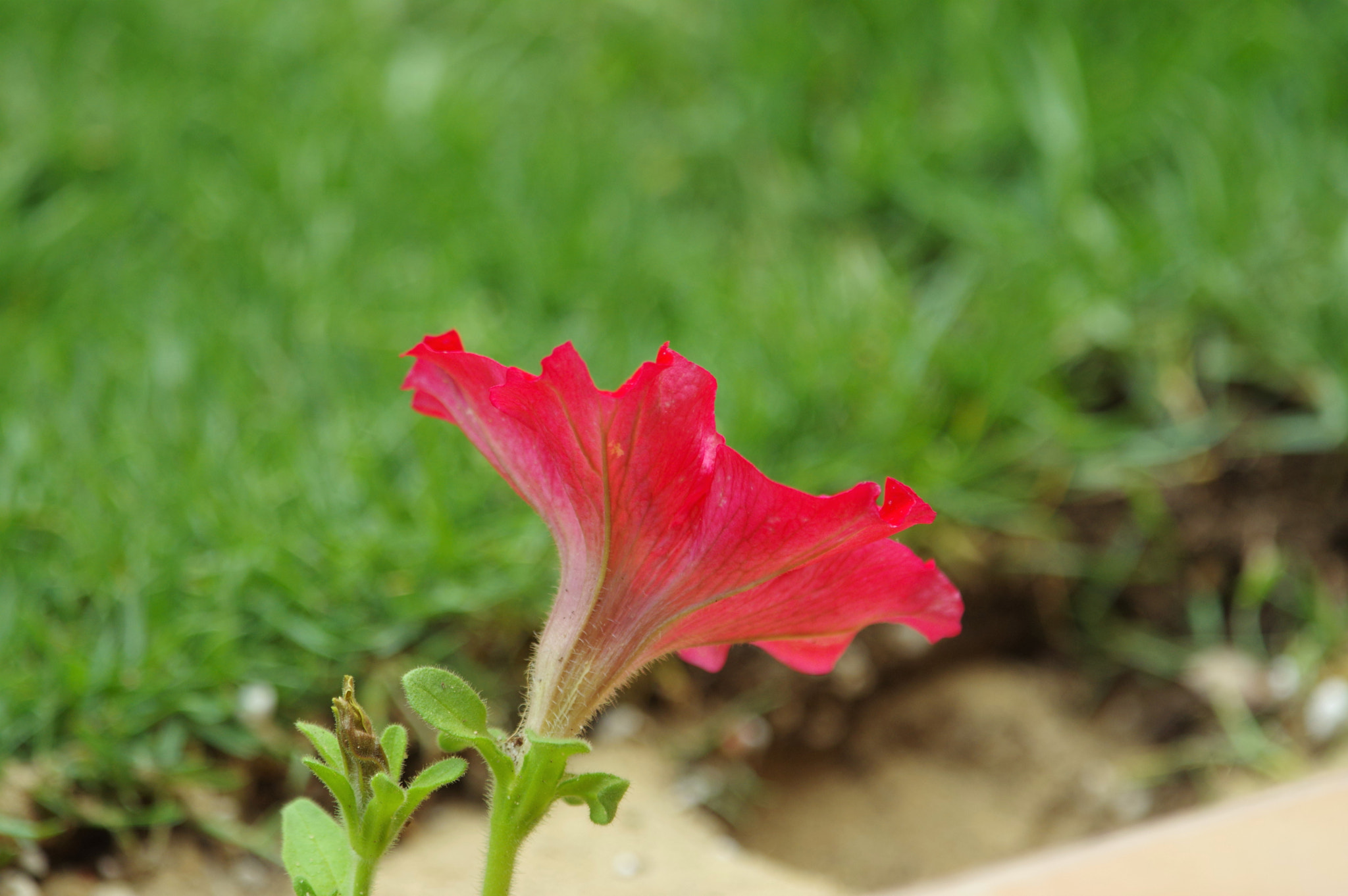Pentax K-3 sample photo. Red flower photography