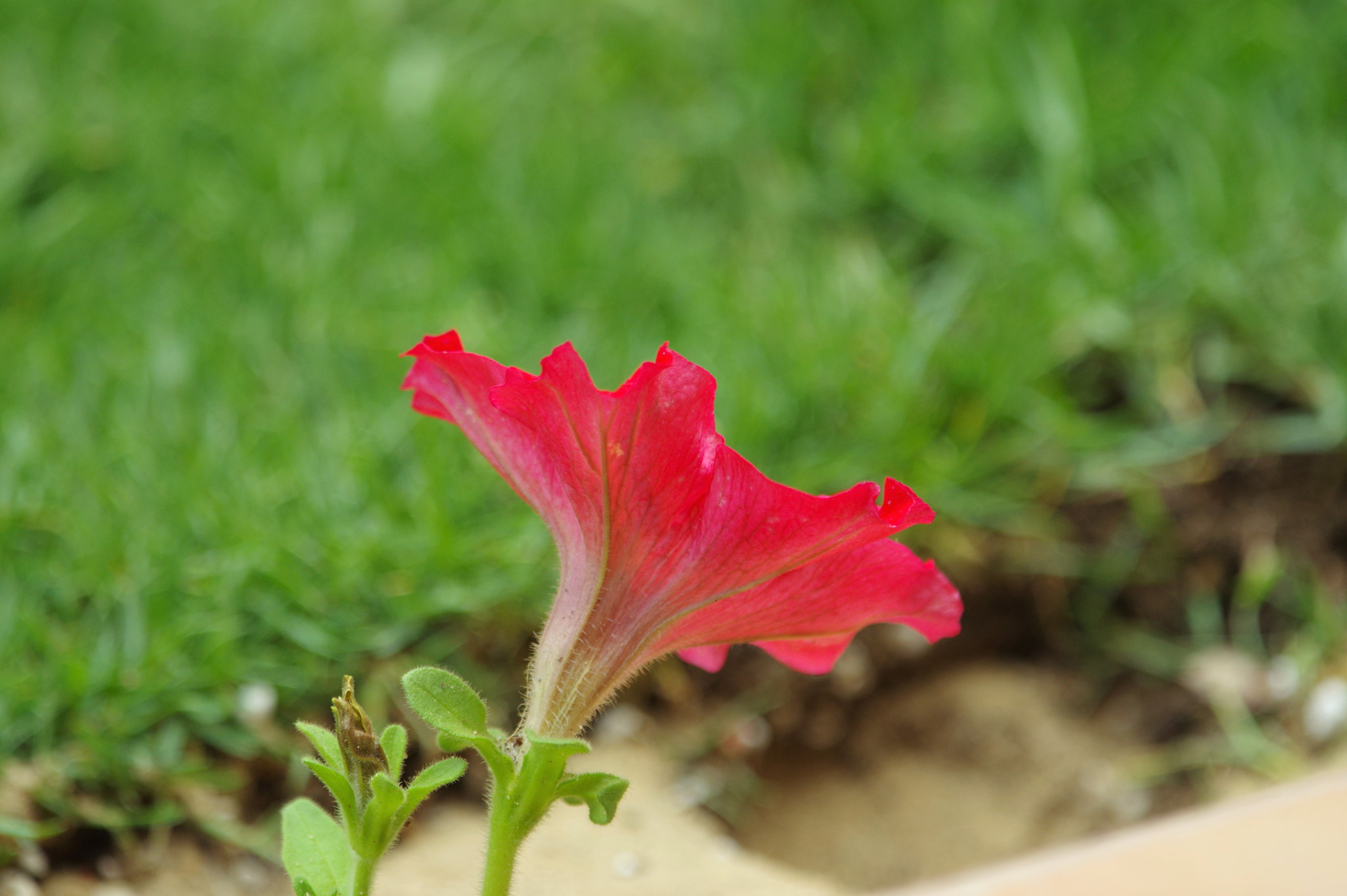 Pentax K-3 + smc PENTAX-F* 300mm F4.5 ED[IF] sample photo. Red flower photography