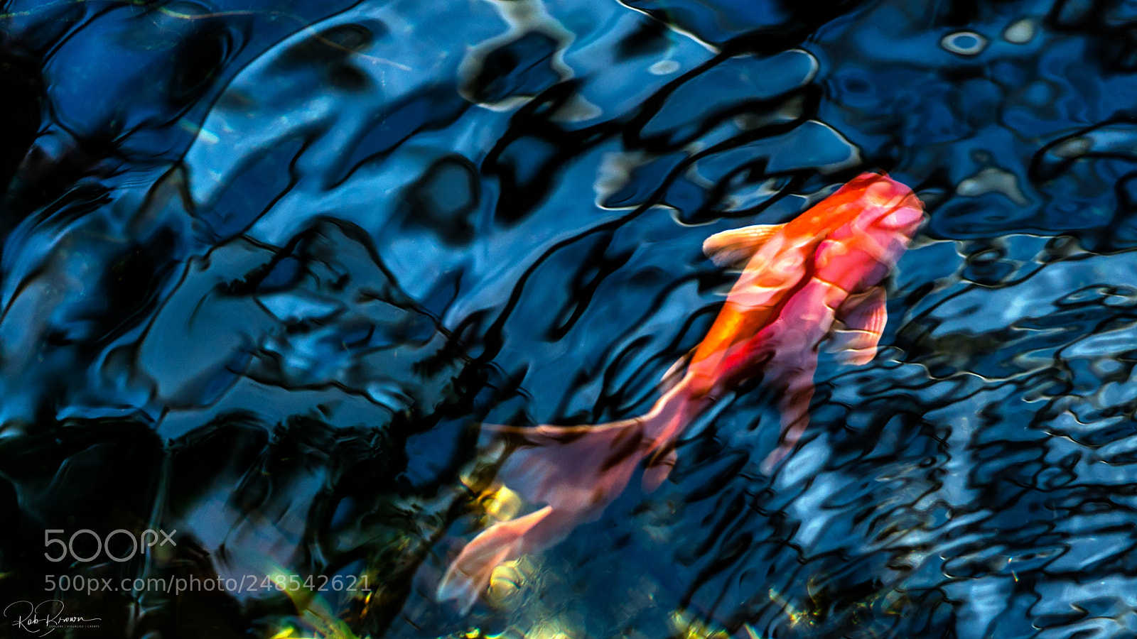 Sony a7R II sample photo. Koi - japan photography