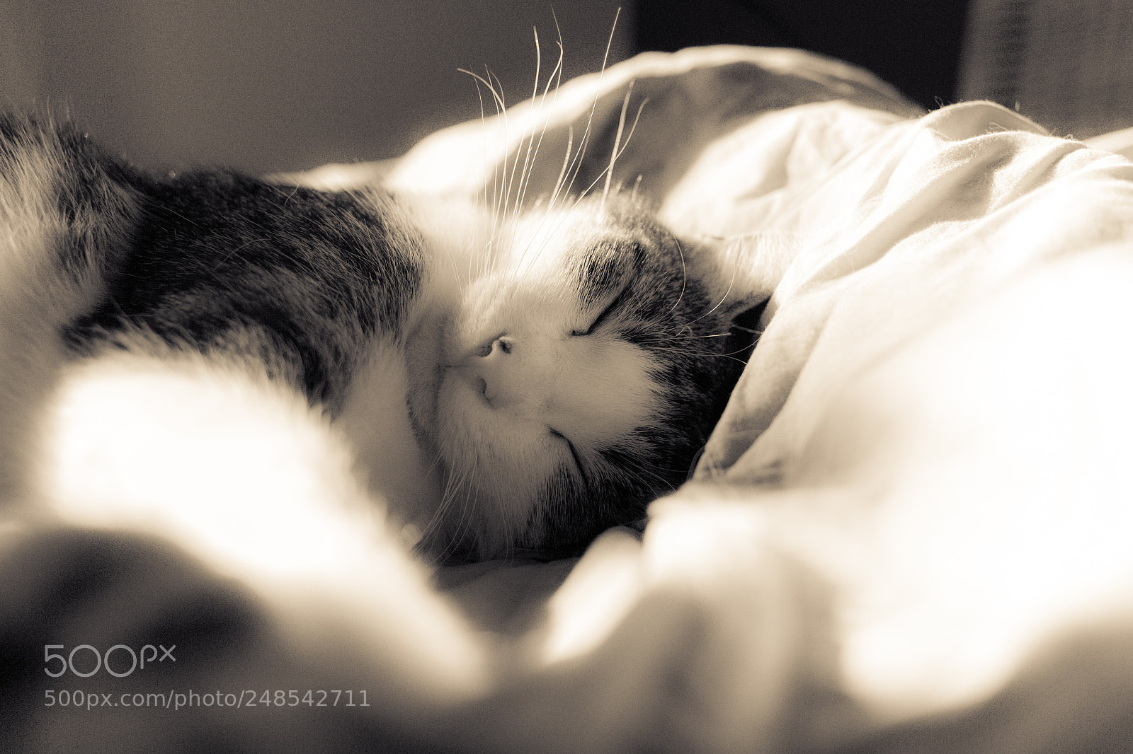 Canon EOS 700D (EOS Rebel T5i / EOS Kiss X7i) sample photo. She loves the sunlight photography