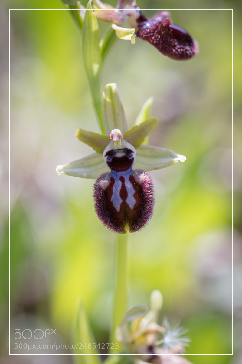 Canon EOS 5DS R sample photo. Ophrys incubacea sardaigne sardinia photography
