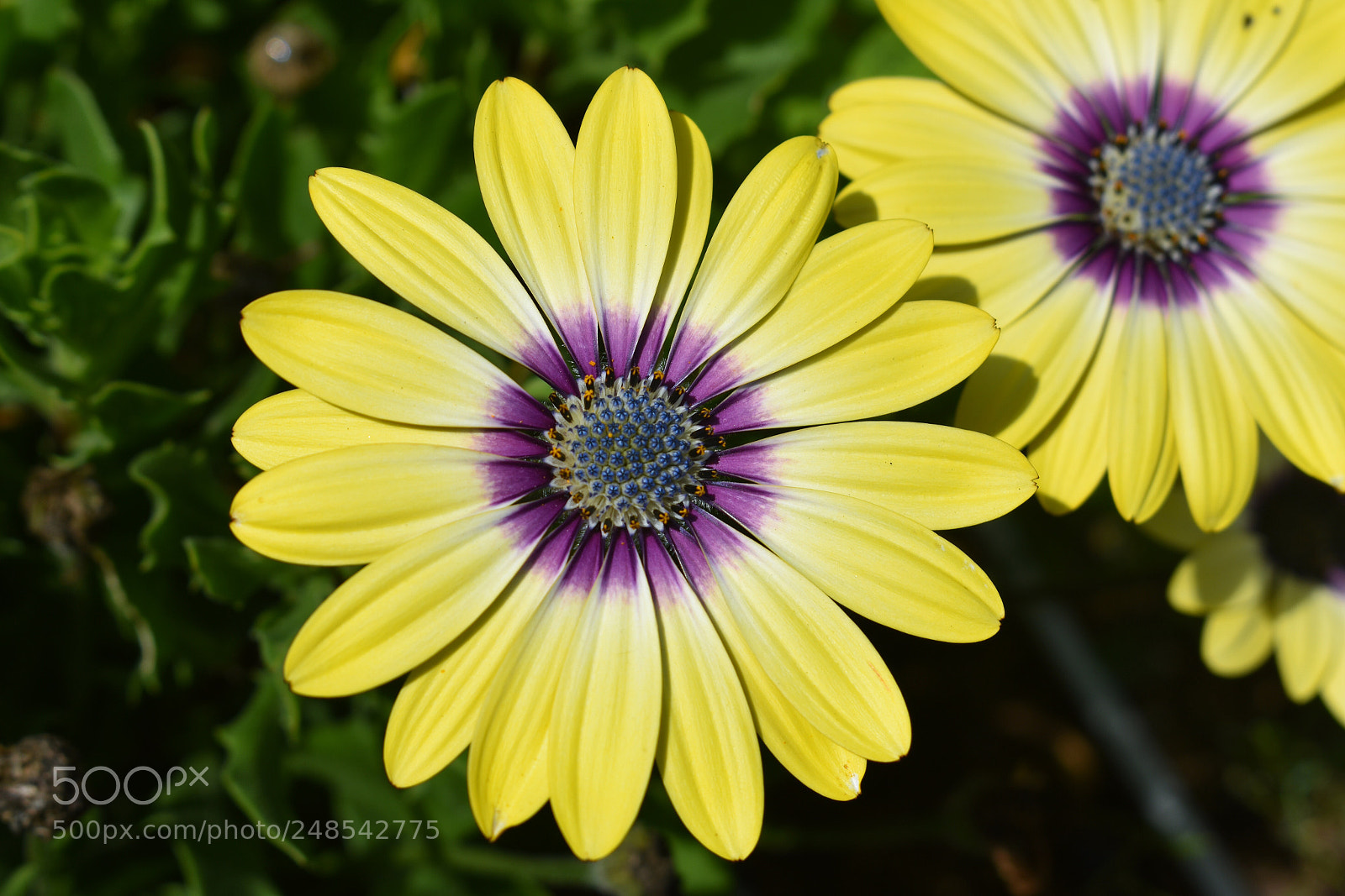Nikon D3400 sample photo. Daisy chain photography