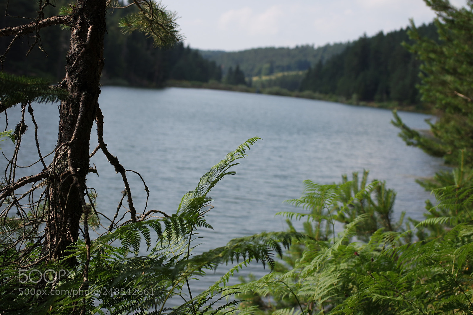 Samsung NX3000 sample photo. The perfeckt logan of photography