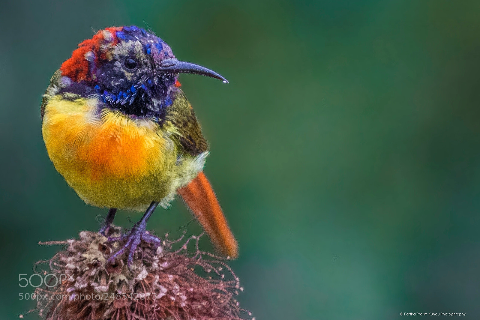 Canon EOS 7D Mark II sample photo. Fire tailed sun bird photography