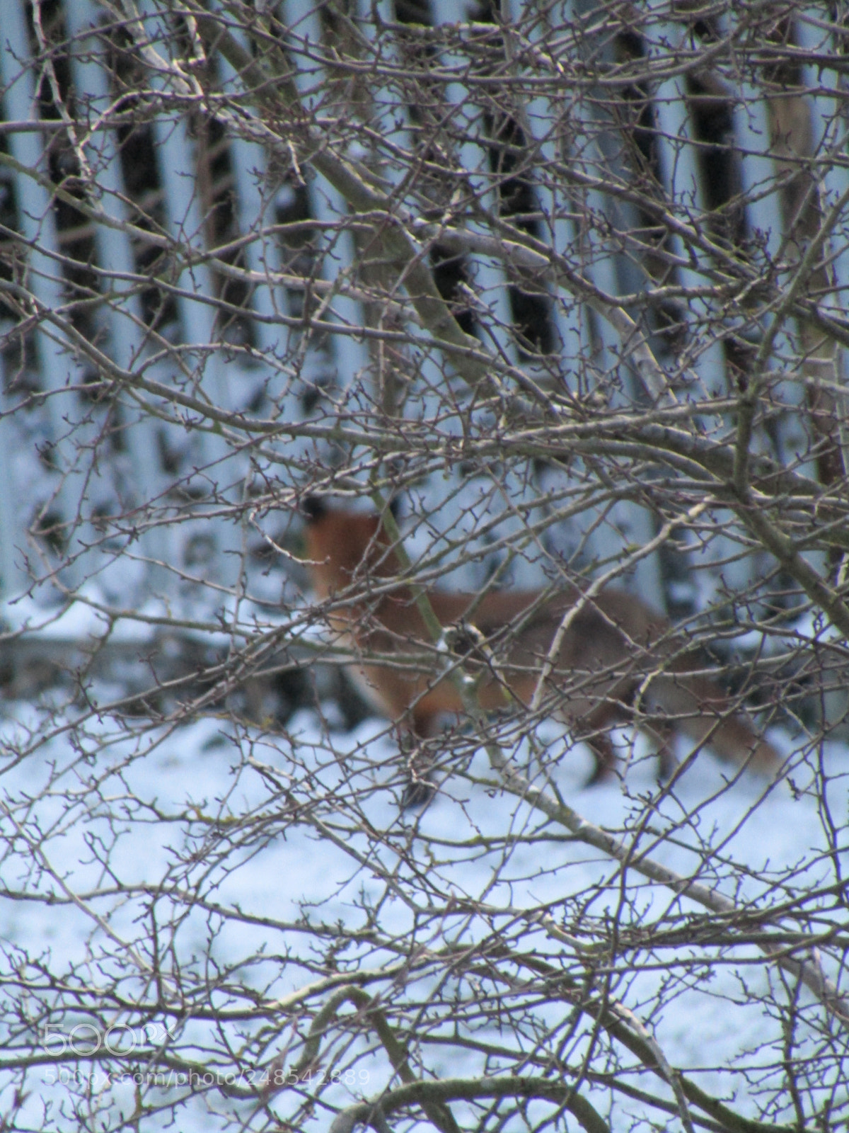 Canon PowerShot SX410 IS sample photo. Img photography