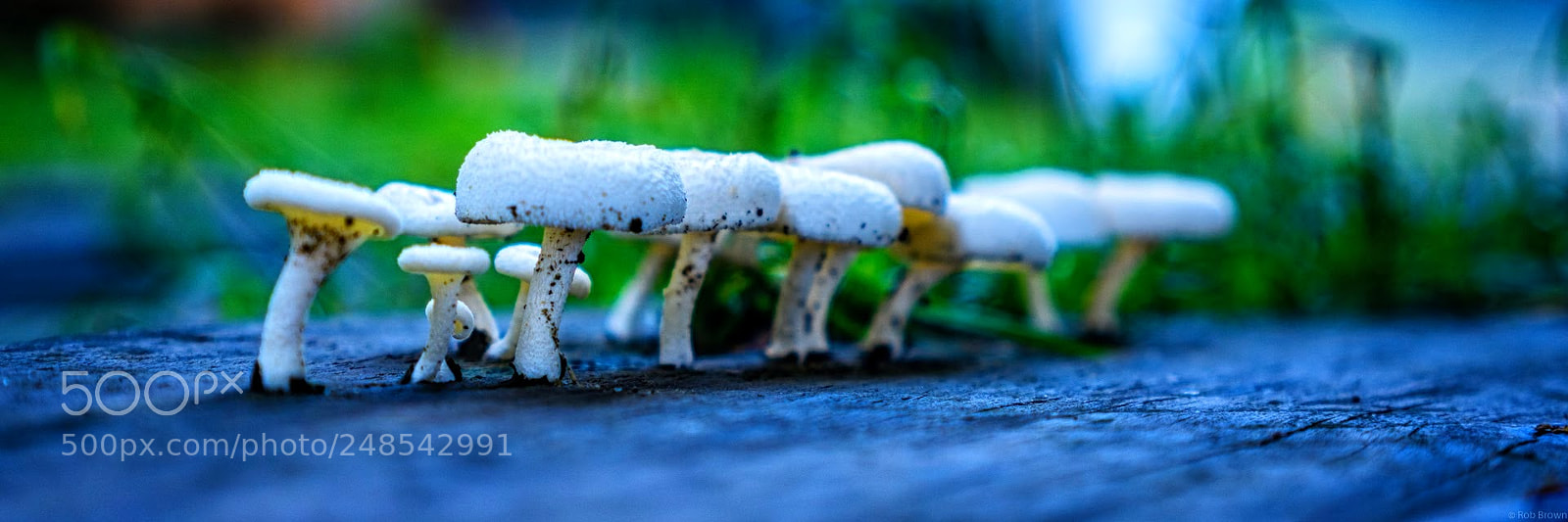 Sony a6000 sample photo. Mushrooms png photography