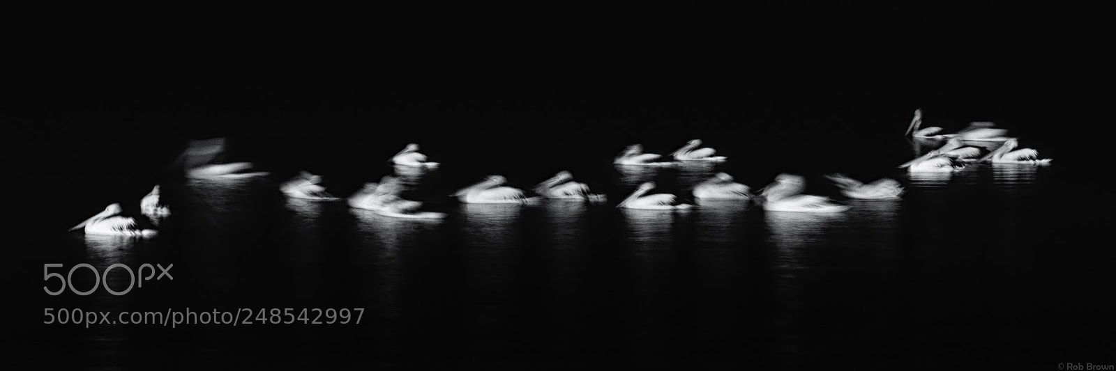 Sony a6000 sample photo. Pelicans - cairns australia photography