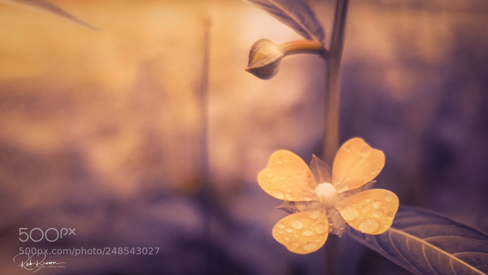 Sony Cyber-shot DSC-RX100 III sample photo. Wild flower png photography