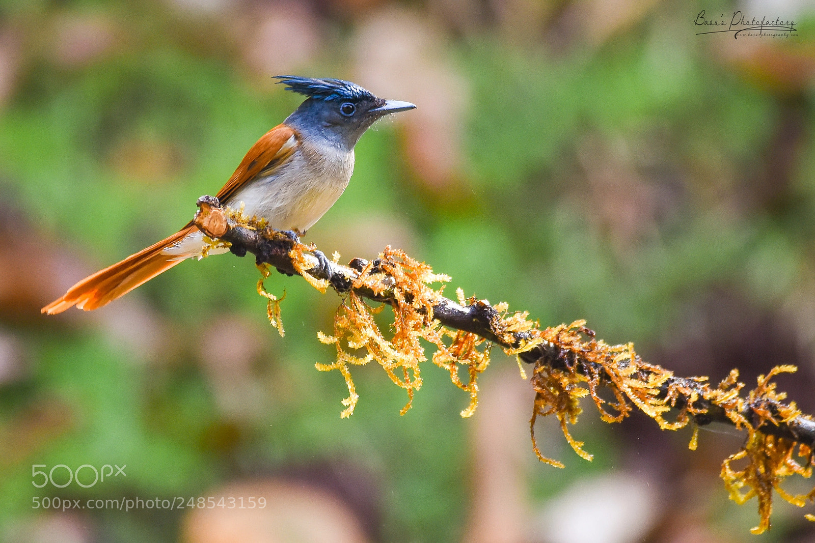 Nikon D810 sample photo. Indian paradise flycatcher (f) photography